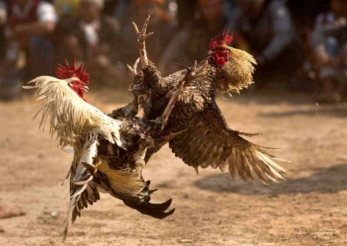 Sabung Ayam: Tradisi yang Hingga Kini Masih Populer